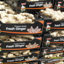 New Crop Ginger